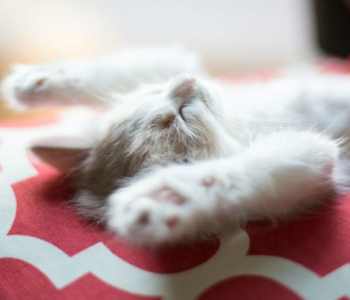 A fluffy ginger and white kitten fast asleep on it's back with it's paws in the air lying on a geometric patterned red and white pillow.