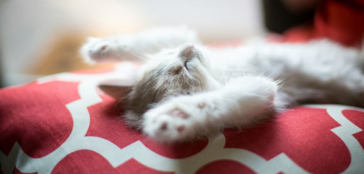 A fluffy ginger and white kitten fast asleep on it's back with it's paws in the air lying on a geometric patterned red and white pillow.