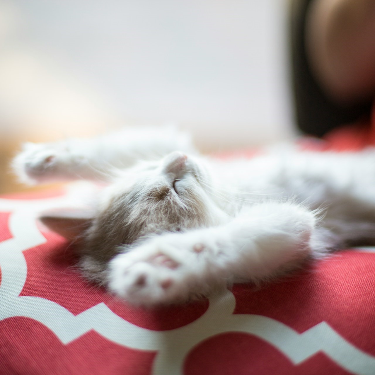 A fluffy ginger and white kitten fast asleep on it's back with it's paws in the air lying on a geometric patterned red and white pillow.