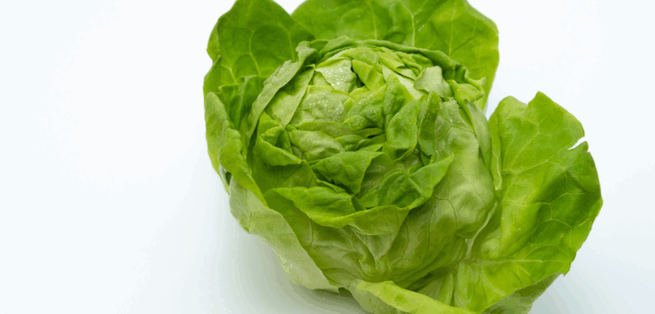 A crisp green head of lettuce with small water droplets on it's leaves sits on a white background