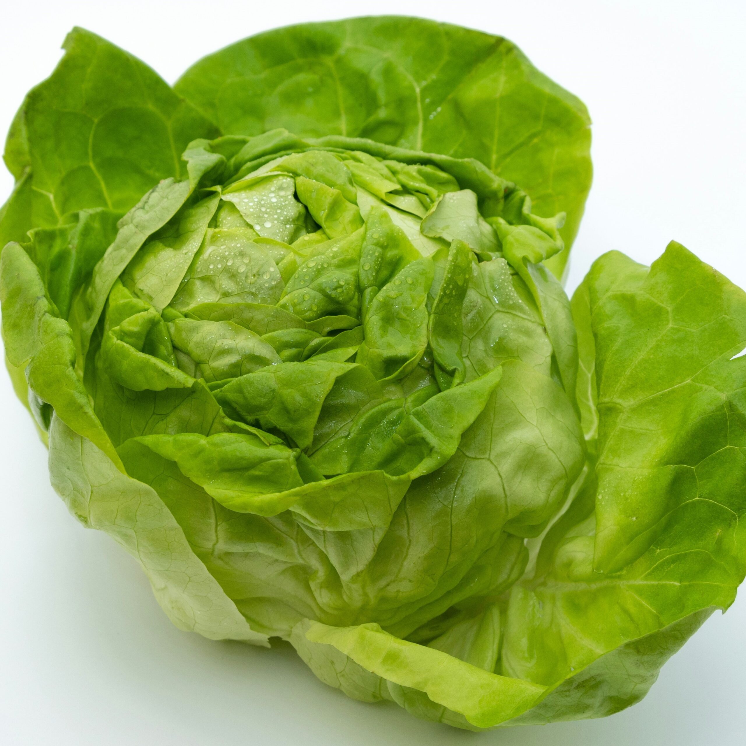 A crisp green head of lettuce with small water droplets on it's leaves sits on a white background